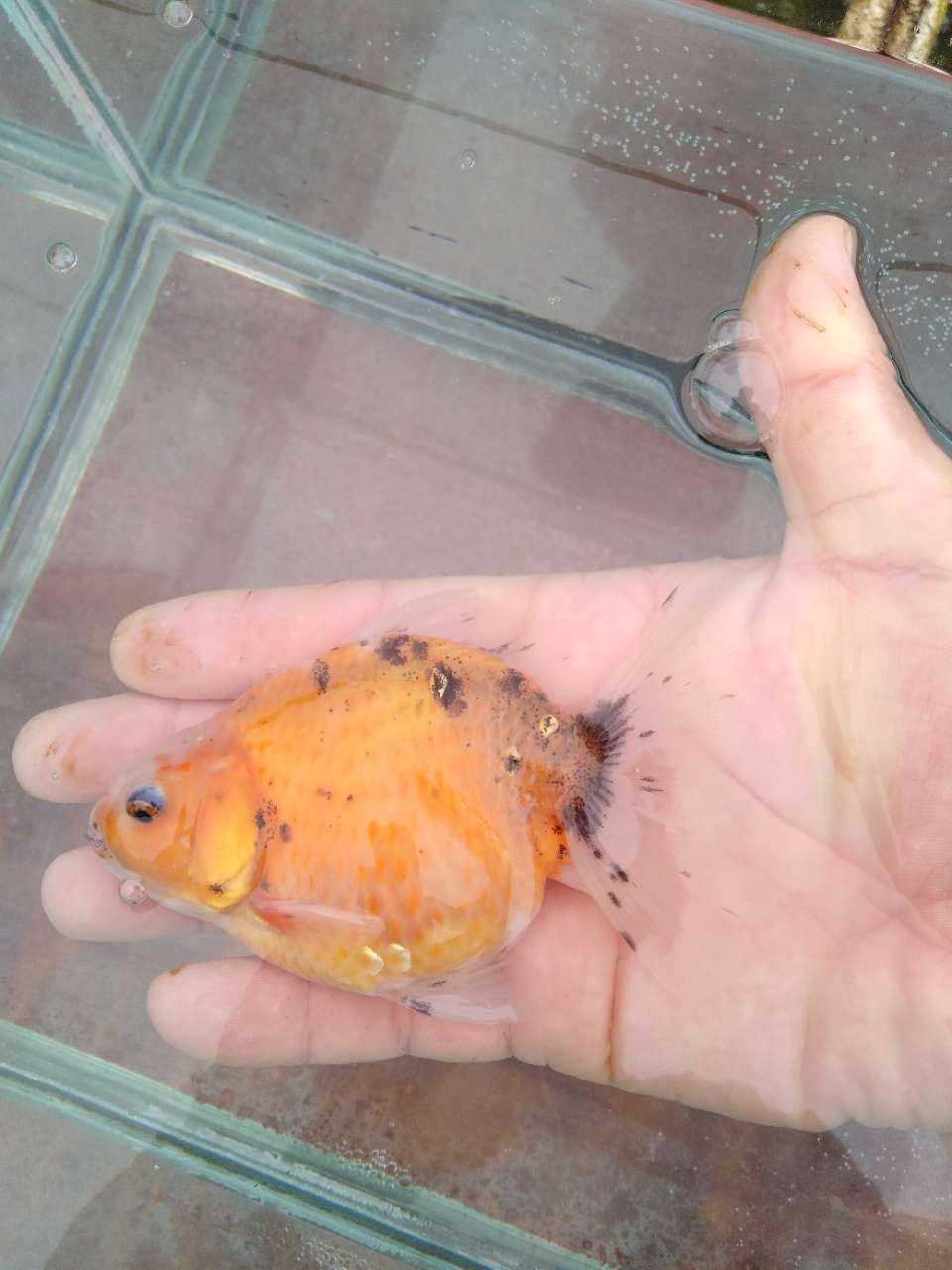 出售金鱼泰狮