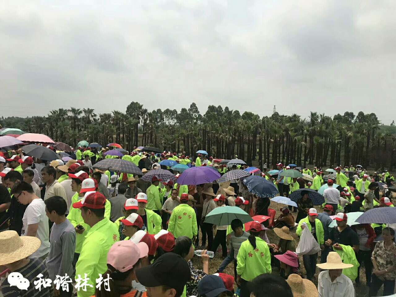 霞街林氏人口_人口普查