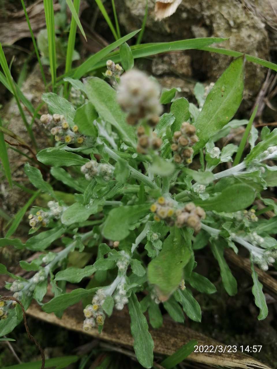 田艾薯粉糖 - 吴川美食 - 吴川脚爆爆
